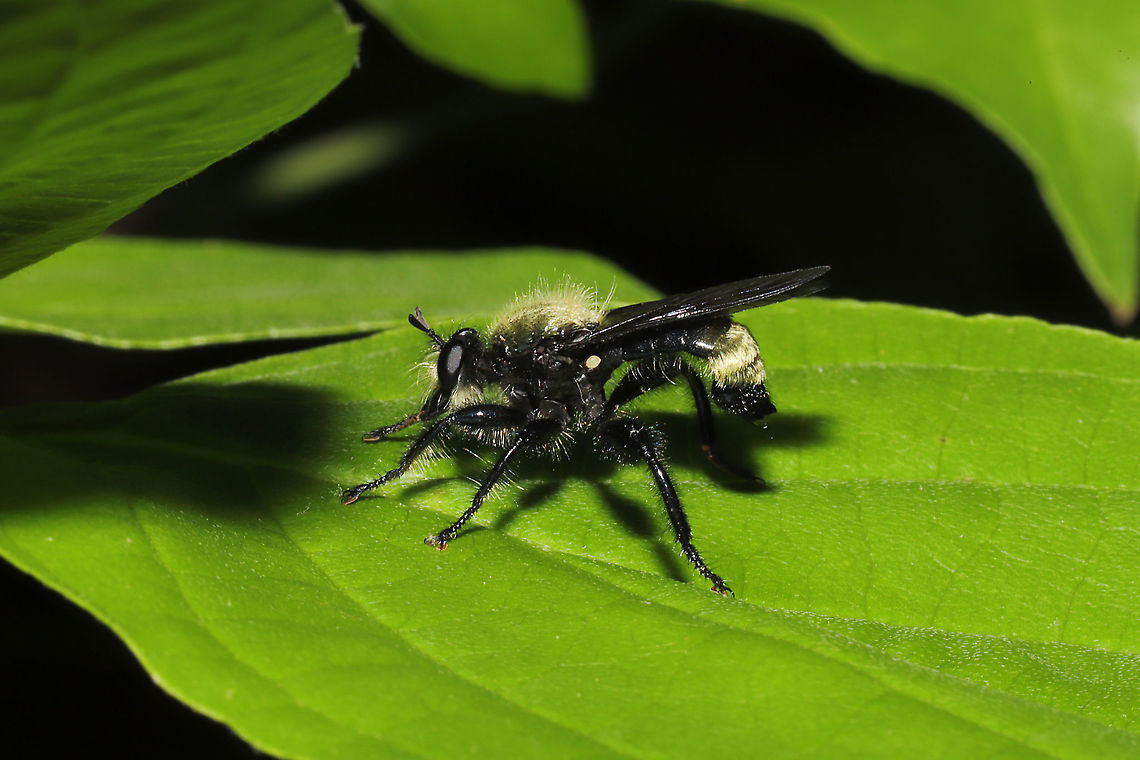 Laphria divisor At the edge of a dense mixed forest. Resting on Flowering Dogwood (Cornus florida) leaves. Geotagged,Laphria divisor,Spring,United States