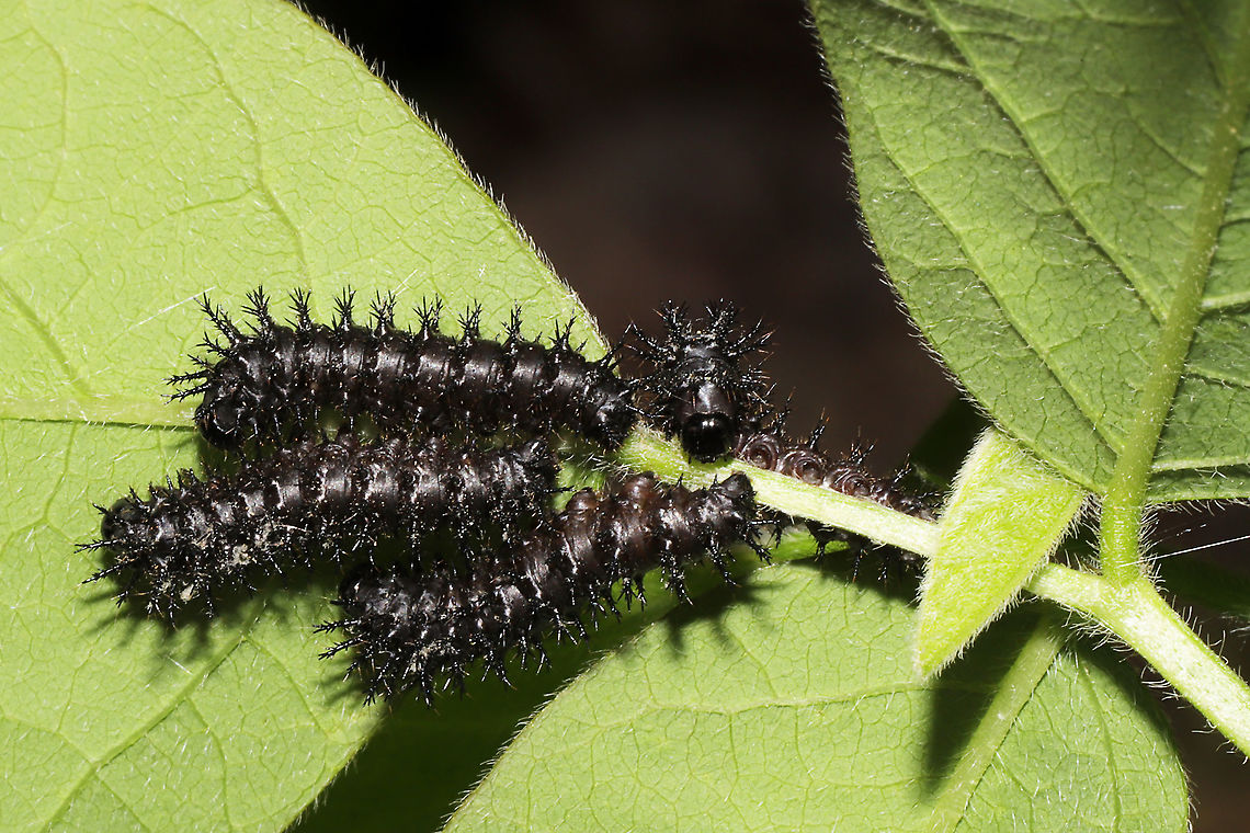 Chlosyne nycteis Caterpillar Congregation? Working on ID. Maybe Chlosyne nycteis. Groups of caterpillars congregating on Desmodium sp. at the edge of a dense mixed forest.<br />
<figure class="photo"><a href="https://www.jungledragon.com/image/93693/chlosyne_nycteis_caterpillar_congregation.html" title="Chlosyne nycteis Caterpillar Congregation?"><img src="https://s3.amazonaws.com/media.jungledragon.com/images/3231/93693_thumb.jpg?AWSAccessKeyId=05GMT0V3GWVNE7GGM1R2&Expires=1769040010&Signature=xT%2FumovZW1J9v41cml%2ByKfLGaCg%3D" width="200" height="134" alt="Chlosyne nycteis Caterpillar Congregation? Working on ID. Chlosyne nycteis? Groups of caterpillars congregating on Desmodium sp. at the edge of a dense mixed forest. <br />
https://www.jungledragon.com/image/93692/caterpillar_congregation.html Chlosyne nycteis,Geotagged,Silvery checkerspot,Spring,United States" /></a></figure> Chlosyne nycteis,Geotagged,Silvery checkerspot,Spring,United States