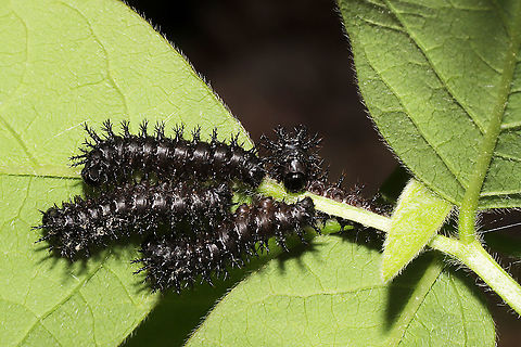 Chlosyne nycteis Caterpillar Congregation? Working on ID. Maybe Chlosyne nycteis. Groups of caterpillars congregating on Desmodium sp. at the edge of a dense mixed forest.
https://www.jungledragon.com/image/93693/caterpillar_congregation.html Chlosyne nycteis,Geotagged,Silvery checkerspot,Spring,United States