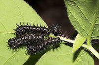 Chlosyne nycteis Caterpillar Congregation? Working on ID. Maybe Chlosyne nycteis. Groups of caterpillars congregating on Desmodium sp. at the edge of a dense mixed forest.<br />
https://www.jungledragon.com/image/93693/caterpillar_congregation.html Chlosyne nycteis,Geotagged,Silvery checkerspot,Spring,United States