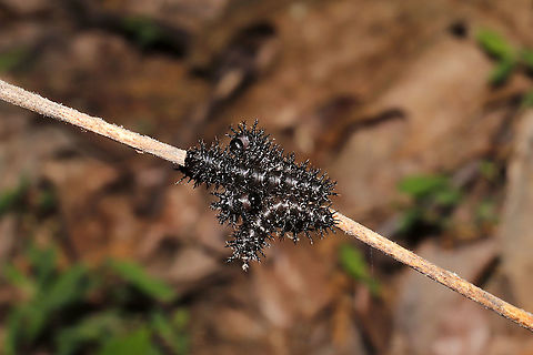Chlosyne nycteis Caterpillar Congregation? Working on ID. Chlosyne nycteis? Groups of caterpillars congregating on Desmodium sp. at the edge of a dense mixed forest. 
https://www.jungledragon.com/image/93692/caterpillar_congregation.html Chlosyne nycteis,Geotagged,Silvery checkerspot,Spring,United States