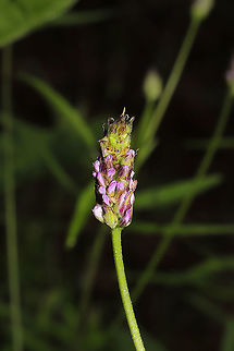 Sampson's Snakeroot (Orbexilum pedunculatum) Growing at a dense mixed forest edge. 
https://www.jungledragon.com/image/93801/sampsons_snakeroot_orbexilum_pedunculatum.html Geotagged,Orbexilum pedunculatum,Spring,United States