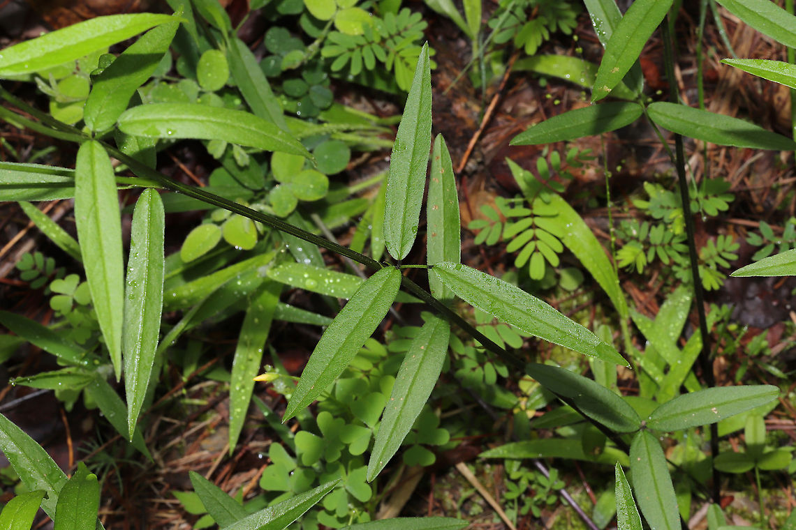 Sampson's Snakeroot (Orbexilum pedunculatum) Growing at a dense mixed forest edge. <br />
<figure class="photo"><a href="https://www.jungledragon.com/image/93800/sampsons_snakeroot_orbexilum_pedunculatum.html" title="Sampson&#039;s Snakeroot (Orbexilum pedunculatum)"><img src="https://s3.amazonaws.com/media.jungledragon.com/images/3231/93800_thumb.jpg?AWSAccessKeyId=05GMT0V3GWVNE7GGM1R2&Expires=1759968010&Signature=AGhzQt6gyqs7ApfMiVUYBT%2B9J3g%3D" width="102" height="152" alt="Sampson&#039;s Snakeroot (Orbexilum pedunculatum) Growing at a dense mixed forest edge. <br />
https://www.jungledragon.com/image/93801/sampsons_snakeroot_orbexilum_pedunculatum.html Geotagged,Orbexilum pedunculatum,Spring,United States" /></a></figure> Geotagged,Orbexilum pedunculatum,Spring,United States