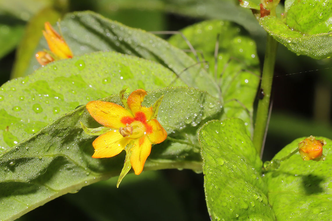 Whorled Loosestrife (Lysimachia quadrifolia) Growing at the disturbed edge (in rehab) of a dense mixed forest. After a heavy rain.<br />
<br />
I&#039;m going to get more shots of these (when I don&#039;t have a 45lb puppy pulling me while I&#039;m photographing). We had a handful of these near our camper where we started rehabbing last year. This year, we have hundreds of them, and I&#039;m just so happy about it!<br />
<figure class="photo"><a href="https://www.jungledragon.com/image/93805/whorled_loosestrife_lysimachia_quadrifolia.html" title="Whorled Loosestrife (Lysimachia quadrifolia)"><img src="https://s3.amazonaws.com/media.jungledragon.com/images/3231/93805_thumb.jpg?AWSAccessKeyId=05GMT0V3GWVNE7GGM1R2&Expires=1759968010&Signature=XcngaSr%2BlvQGrIsgVC5UZJRgHcQ%3D" width="200" height="134" alt="Whorled Loosestrife (Lysimachia quadrifolia) Growing at the disturbed edge (in rehab) of a dense mixed forest. After a heavy rain.<br />
<br />
I&#039;m going to get more shots of these (when I don&#039;t have a 45lb puppy pulling me while I&#039;m photographing). We had a handful of these near our camper where we started rehabbing last year. This year, we have hundreds of them, and I&#039;m just so happy about it! <br />
https://www.jungledragon.com/image/93804/whorled_loosestrife_lysimachia_quadrifolia.html<br />
https://www.jungledragon.com/image/93803/whorled_loosestrife_lysimachia_quadrifolia.html Geotagged,Lysimachia quadrifolia,Spring,United States,Whorled loosestrife" /></a></figure><br />
<figure class="photo"><a href="https://www.jungledragon.com/image/93804/whorled_loosestrife_lysimachia_quadrifolia.html" title="Whorled Loosestrife (Lysimachia quadrifolia)"><img src="https://s3.amazonaws.com/media.jungledragon.com/images/3231/93804_thumb.jpg?AWSAccessKeyId=05GMT0V3GWVNE7GGM1R2&Expires=1759968010&Signature=GRq2j37%2Fa23STvyfEgRzQShG%2BH0%3D" width="102" height="152" alt="Whorled Loosestrife (Lysimachia quadrifolia) Growing at the disturbed edge (in rehab) of a dense mixed forest. After a heavy rain.<br />
<br />
I&#039;m going to get more shots of these (when I don&#039;t have a 45lb puppy pulling me while I&#039;m photographing). We had a handful of these near our camper where we started rehabbing last year. This year, we have hundreds of them, and I&#039;m just so happy about it!<br />
https://www.jungledragon.com/image/93805/whorled_loosestrife_lysimachia_quadrifolia.html<br />
https://www.jungledragon.com/image/93803/whorled_loosestrife_lysimachia_quadrifolia.html Geotagged,Lysimachia quadrifolia,Spring,United States,Whorled loosestrife" /></a></figure> Geotagged,Lysimachia quadrifolia,Spring,United States,Whorled loosestrife