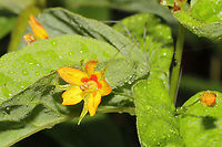 Whorled Loosestrife (Lysimachia quadrifolia) Growing at the disturbed edge (in rehab) of a dense mixed forest. After a heavy rain.<br />
<br />
I'm going to get more shots of these (when I don't have a 45lb puppy pulling me while I'm photographing). We had a handful of these near our camper where we started rehabbing last year. This year, we have hundreds of them, and I'm just so happy about it!<br />
https://www.jungledragon.com/image/93805/whorled_loosestrife_lysimachia_quadrifolia.html<br />
https://www.jungledragon.com/image/93804/whorled_loosestrife_lysimachia_quadrifolia.html Geotagged,Lysimachia quadrifolia,Spring,United States,Whorled loosestrife