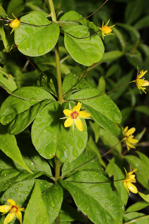 Whorled Loosestrife (Lysimachia quadrifolia) Growing at the disturbed edge (in rehab) of a dense mixed forest. After a heavy rain.<br />
<br />
I'm going to get more shots of these (when I don't have a 45lb puppy pulling me while I'm photographing). We had a handful of these near our camper where we started rehabbing last year. This year, we have hundreds of them, and I'm just so happy about it!<br />
<figure class="photo"><a href="https://www.jungledragon.com/image/93805/whorled_loosestrife_lysimachia_quadrifolia.html" title="Whorled Loosestrife (Lysimachia quadrifolia)"><img src="https://s3.amazonaws.com/media.jungledragon.com/images/3231/93805_thumb.jpg?AWSAccessKeyId=05GMT0V3GWVNE7GGM1R2&Expires=1759968010&Signature=XcngaSr%2BlvQGrIsgVC5UZJRgHcQ%3D" width="200" height="134" alt="Whorled Loosestrife (Lysimachia quadrifolia) Growing at the disturbed edge (in rehab) of a dense mixed forest. After a heavy rain.<br />
<br />
I'm going to get more shots of these (when I don't have a 45lb puppy pulling me while I'm photographing). We had a handful of these near our camper where we started rehabbing last year. This year, we have hundreds of them, and I'm just so happy about it! <br />
https://www.jungledragon.com/image/93804/whorled_loosestrife_lysimachia_quadrifolia.html<br />
https://www.jungledragon.com/image/93803/whorled_loosestrife_lysimachia_quadrifolia.html Geotagged,Lysimachia quadrifolia,Spring,United States,Whorled loosestrife" /></a></figure><br />
<figure class="photo"><a href="https://www.jungledragon.com/image/93803/whorled_loosestrife_lysimachia_quadrifolia.html" title="Whorled Loosestrife (Lysimachia quadrifolia)"><img src="https://s3.amazonaws.com/media.jungledragon.com/images/3231/93803_thumb.jpg?AWSAccessKeyId=05GMT0V3GWVNE7GGM1R2&Expires=1759968010&Signature=Za9wDF7vsaZTozj309%2FlPPNFUS0%3D" width="200" height="134" alt="Whorled Loosestrife (Lysimachia quadrifolia) Growing at the disturbed edge (in rehab) of a dense mixed forest. After a heavy rain.<br />
<br />
I'm going to get more shots of these (when I don't have a 45lb puppy pulling me while I'm photographing). We had a handful of these near our camper where we started rehabbing last year. This year, we have hundreds of them, and I'm just so happy about it!<br />
https://www.jungledragon.com/image/93805/whorled_loosestrife_lysimachia_quadrifolia.html<br />
https://www.jungledragon.com/image/93804/whorled_loosestrife_lysimachia_quadrifolia.html Geotagged,Lysimachia quadrifolia,Spring,United States,Whorled loosestrife" /></a></figure> Geotagged,Lysimachia quadrifolia,Spring,United States,Whorled loosestrife