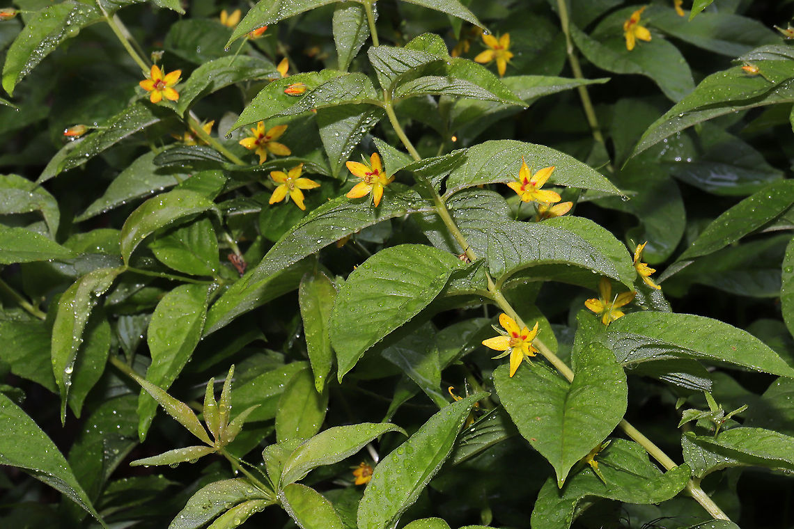 Whorled Loosestrife (Lysimachia quadrifolia) Growing at the disturbed edge (in rehab) of a dense mixed forest. After a heavy rain.<br />
<br />
I'm going to get more shots of these (when I don't have a 45lb puppy pulling me while I'm photographing). We had a handful of these near our camper where we started rehabbing last year. This year, we have hundreds of them, and I'm just so happy about it! <br />
<figure class="photo"><a href="https://www.jungledragon.com/image/93804/whorled_loosestrife_lysimachia_quadrifolia.html" title="Whorled Loosestrife (Lysimachia quadrifolia)"><img src="https://s3.amazonaws.com/media.jungledragon.com/images/3231/93804_thumb.jpg?AWSAccessKeyId=05GMT0V3GWVNE7GGM1R2&Expires=1770854410&Signature=EKhmWrNZFjIpAuK6qTe6RSiy9W8%3D" width="102" height="152" alt="Whorled Loosestrife (Lysimachia quadrifolia) Growing at the disturbed edge (in rehab) of a dense mixed forest. After a heavy rain.<br />
<br />
I'm going to get more shots of these (when I don't have a 45lb puppy pulling me while I'm photographing). We had a handful of these near our camper where we started rehabbing last year. This year, we have hundreds of them, and I'm just so happy about it!<br />
https://www.jungledragon.com/image/93805/whorled_loosestrife_lysimachia_quadrifolia.html<br />
https://www.jungledragon.com/image/93803/whorled_loosestrife_lysimachia_quadrifolia.html Geotagged,Lysimachia quadrifolia,Spring,United States,Whorled loosestrife" /></a></figure><br />
<figure class="photo"><a href="https://www.jungledragon.com/image/93803/whorled_loosestrife_lysimachia_quadrifolia.html" title="Whorled Loosestrife (Lysimachia quadrifolia)"><img src="https://s3.amazonaws.com/media.jungledragon.com/images/3231/93803_thumb.jpg?AWSAccessKeyId=05GMT0V3GWVNE7GGM1R2&Expires=1770854410&Signature=ZY7gLQQ4A5C7IfBV%2FMLa8R8Uwzs%3D" width="200" height="134" alt="Whorled Loosestrife (Lysimachia quadrifolia) Growing at the disturbed edge (in rehab) of a dense mixed forest. After a heavy rain.<br />
<br />
I'm going to get more shots of these (when I don't have a 45lb puppy pulling me while I'm photographing). We had a handful of these near our camper where we started rehabbing last year. This year, we have hundreds of them, and I'm just so happy about it!<br />
https://www.jungledragon.com/image/93805/whorled_loosestrife_lysimachia_quadrifolia.html<br />
https://www.jungledragon.com/image/93804/whorled_loosestrife_lysimachia_quadrifolia.html Geotagged,Lysimachia quadrifolia,Spring,United States,Whorled loosestrife" /></a></figure> Geotagged,Lysimachia quadrifolia,Spring,United States,Whorled loosestrife