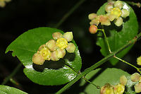 Hearts-A-Bustin' (Euonymus americanus) Growing at the edge of a dense mixed forest.  Euonymus americanus,Geotagged,Hearts-A-Bustin',Spring,United States