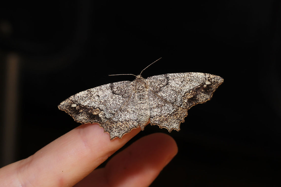 One-spotted Variant (Hypagyrtis unipunctata) A well-camouflaged individual. This moth was resting on my muddy doormat, and we barely noticed it.<br />
<figure class="photo"><a href="https://www.jungledragon.com/image/93815/one-spotted_variant_hypagyrtis_unipunctata.html" title="One-spotted Variant (Hypagyrtis unipunctata)"><img src="https://s3.amazonaws.com/media.jungledragon.com/images/3231/93815_thumb.jpg?AWSAccessKeyId=05GMT0V3GWVNE7GGM1R2&Expires=1759968010&Signature=ceGp9LuE%2BkEMc7f8IYY4M2%2F1L8E%3D" width="200" height="134" alt="One-spotted Variant (Hypagyrtis unipunctata) A well-camouflaged individual. This moth was resting on my muddy doormat, and we barely noticed it. <br />
https://www.jungledragon.com/image/93814/one-spotted_variant_hypagyrtis_unipunctata.html<br />
https://www.jungledragon.com/image/93813/one-spotted_variant_hypagyrtis_unipunctata.html Geotagged,Hypagyrtis unipunctata,One-spotted variant moth,Spring,United States" /></a></figure><br />
<figure class="photo"><a href="https://www.jungledragon.com/image/93814/one-spotted_variant_hypagyrtis_unipunctata.html" title="One-spotted Variant (Hypagyrtis unipunctata)"><img src="https://s3.amazonaws.com/media.jungledragon.com/images/3231/93814_thumb.jpg?AWSAccessKeyId=05GMT0V3GWVNE7GGM1R2&Expires=1759968010&Signature=fQXZ4TH1lhgbIiJD612Cs%2B%2BDMsU%3D" width="200" height="134" alt="One-spotted Variant (Hypagyrtis unipunctata) A well-camouflaged individual. This moth was resting on my muddy doormat, and we barely noticed it. <br />
https://www.jungledragon.com/image/93815/one-spotted_variant_hypagyrtis_unipunctata.html<br />
https://www.jungledragon.com/image/93813/one-spotted_variant_hypagyrtis_unipunctata.html Geotagged,Hypagyrtis unipunctata,One-spotted variant moth,Spring,United States" /></a></figure> Geotagged,Hypagyrtis unipunctata,One-spotted variant moth,Spring,United States