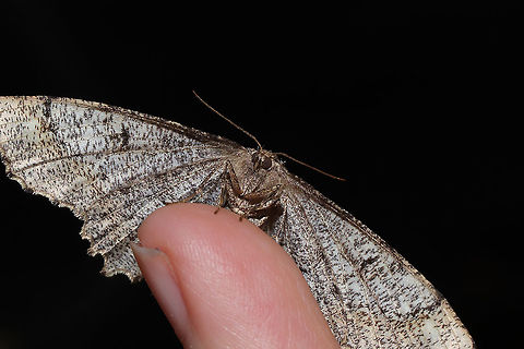 One-spotted Variant (Hypagyrtis unipunctata) A well-camouflaged individual. This moth was resting on my muddy doormat, and we barely noticed it. 
https://www.jungledragon.com/image/93815/one-spotted_variant_hypagyrtis_unipunctata.html
https://www.jungledragon.com/image/93813/one-spotted_variant_hypagyrtis_unipunctata.html Geotagged,Hypagyrtis unipunctata,One-spotted variant moth,Spring,United States