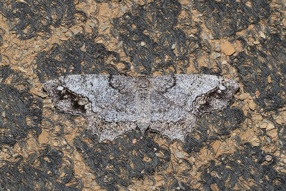 One-spotted Variant (Hypagyrtis unipunctata) A well-camouflaged individual. This moth was resting on my muddy doormat, and we barely noticed it. <br />
<figure class="photo"><a href="https://www.jungledragon.com/image/93814/one-spotted_variant_hypagyrtis_unipunctata.html" title="One-spotted Variant (Hypagyrtis unipunctata)"><img src="https://s3.amazonaws.com/media.jungledragon.com/images/3231/93814_thumb.jpg?AWSAccessKeyId=05GMT0V3GWVNE7GGM1R2&Expires=1759968010&Signature=fQXZ4TH1lhgbIiJD612Cs%2B%2BDMsU%3D" width="200" height="134" alt="One-spotted Variant (Hypagyrtis unipunctata) A well-camouflaged individual. This moth was resting on my muddy doormat, and we barely noticed it. <br />
https://www.jungledragon.com/image/93815/one-spotted_variant_hypagyrtis_unipunctata.html<br />
https://www.jungledragon.com/image/93813/one-spotted_variant_hypagyrtis_unipunctata.html Geotagged,Hypagyrtis unipunctata,One-spotted variant moth,Spring,United States" /></a></figure><br />
<figure class="photo"><a href="https://www.jungledragon.com/image/93813/one-spotted_variant_hypagyrtis_unipunctata.html" title="One-spotted Variant (Hypagyrtis unipunctata)"><img src="https://s3.amazonaws.com/media.jungledragon.com/images/3231/93813_thumb.jpg?AWSAccessKeyId=05GMT0V3GWVNE7GGM1R2&Expires=1759968010&Signature=KVVjzPpoFZa259ZjaiLvnR7exzo%3D" width="200" height="134" alt="One-spotted Variant (Hypagyrtis unipunctata) A well-camouflaged individual. This moth was resting on my muddy doormat, and we barely noticed it.<br />
https://www.jungledragon.com/image/93815/one-spotted_variant_hypagyrtis_unipunctata.html<br />
https://www.jungledragon.com/image/93814/one-spotted_variant_hypagyrtis_unipunctata.html Geotagged,Hypagyrtis unipunctata,One-spotted variant moth,Spring,United States" /></a></figure> Geotagged,Hypagyrtis unipunctata,One-spotted variant moth,Spring,United States