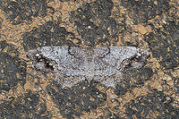 One-spotted Variant (Hypagyrtis unipunctata) A well-camouflaged individual. This moth was resting on my muddy doormat, and we barely noticed it. <br />
https://www.jungledragon.com/image/93814/one-spotted_variant_hypagyrtis_unipunctata.html<br />
https://www.jungledragon.com/image/93813/one-spotted_variant_hypagyrtis_unipunctata.html Geotagged,Hypagyrtis unipunctata,One-spotted variant moth,Spring,United States