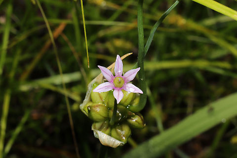 Wild Garlic (Allium canadense) Growing at the meadowy edge of a mixed forest/wetland.
https://www.jungledragon.com/image/93861/wild_garlic_allium_canadense.html Allium canadense,Canada onion,Geotagged,Spring,United States