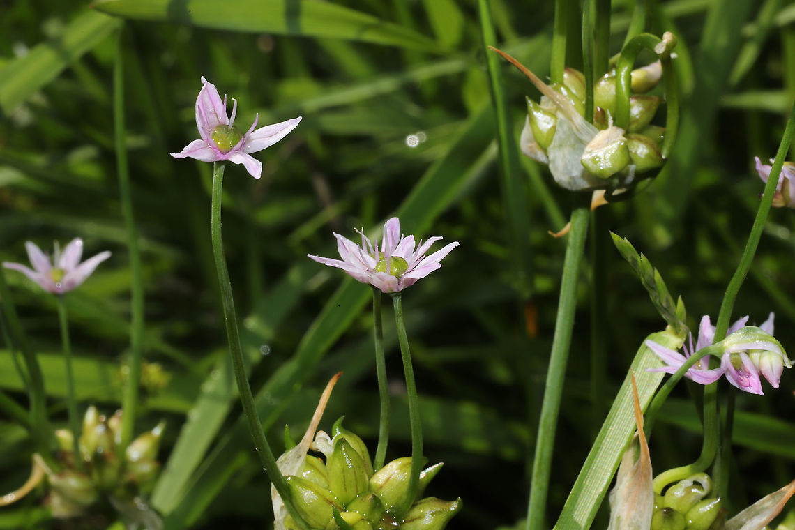 Wild Garlic (Allium canadense) Growing at the meadowy edge of a mixed forest/wetland.<br />
<figure class="photo"><a href="https://www.jungledragon.com/image/93860/wild_garlic_allium_canadense.html" title="Wild Garlic (Allium canadense)"><img src="https://s3.amazonaws.com/media.jungledragon.com/images/3231/93860_thumb.jpg?AWSAccessKeyId=05GMT0V3GWVNE7GGM1R2&Expires=1759968010&Signature=gYsapTgW8MxgCsGkUMk1QMeWkOk%3D" width="200" height="134" alt="Wild Garlic (Allium canadense) Growing at the meadowy edge of a mixed forest/wetland.<br />
https://www.jungledragon.com/image/93861/wild_garlic_allium_canadense.html Allium canadense,Canada onion,Geotagged,Spring,United States" /></a></figure> Allium canadense,Canada onion,Geotagged,Spring,United States