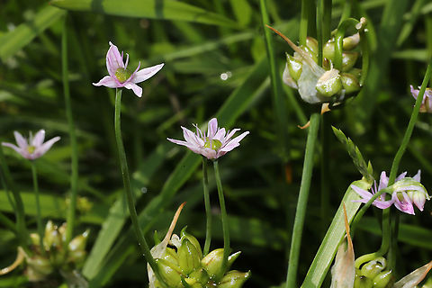 Wild Garlic (Allium canadense) Growing at the meadowy edge of a mixed forest/wetland.
https://www.jungledragon.com/image/93860/wild_garlic_allium_canadense.html Allium canadense,Canada onion,Geotagged,Spring,United States