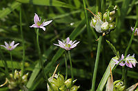 Wild Garlic (Allium canadense) Growing at the meadowy edge of a mixed forest/wetland.<br />
https://www.jungledragon.com/image/93860/wild_garlic_allium_canadense.html Allium canadense,Canada onion,Geotagged,Spring,United States