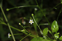 Water Pimpernel (Samolus valerandi) TINY flowers growing at a moist forest edge (near a stream). <br />
https://www.jungledragon.com/image/93870/water_pimpernel_samolus_valerandi.html<br />
https://www.jungledragon.com/image/93869/water_pimpernel_samolus_valerandi.html Geotagged,Samolus valerandi,Spring,United States