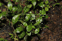 Water Pimpernel (Samolus valerandi) TINY flowers growing at a moist forest edge (near a stream). <br />
https://www.jungledragon.com/image/93870/water_pimpernel_samolus_valerandi.html<br />
https://www.jungledragon.com/image/93868/water_pimpernel_samolus_valerandi.html Geotagged,Samolus valerandi,Spring,United States
