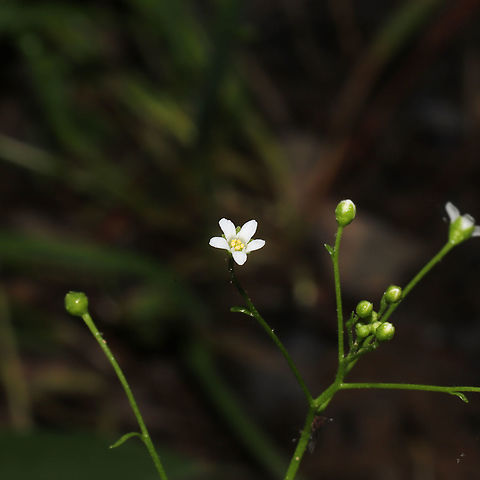 Water Pimpernel (Samolus valerandi) TINY flowers growing at a moist forest edge (near a stream).
https://www.jungledragon.com/image/93869/water_pimpernel_samolus_valerandi.html
https://www.jungledragon.com/image/93868/water_pimpernel_samolus_valerandi.html Geotagged,Samolus valerandi,Spring,United States