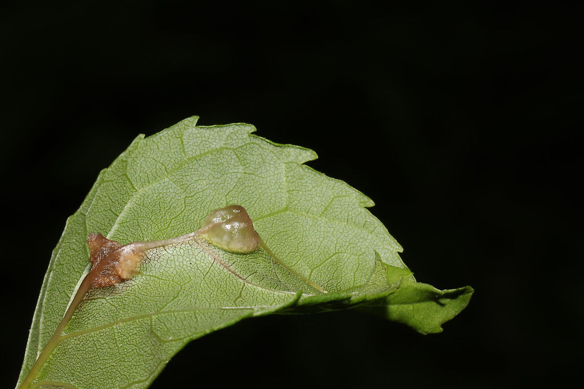 Ash Midrib Galls (Dasineura tumidosae)? Double-checking this ID, but this is the closest I got.<br />
These galls were found on young ash leaf midribs.<br />
<figure class="photo"><a href="https://www.jungledragon.com/image/93875/ash_midrib_galls_dasineura_tumidosae.html" title="Ash Midrib Galls (Dasineura tumidosae)?"><img src="https://s3.amazonaws.com/media.jungledragon.com/images/3231/93875_thumb.jpg?AWSAccessKeyId=05GMT0V3GWVNE7GGM1R2&Expires=1770854410&Signature=7sgVs9vmz3%2BkNQMVeOfCNAwZj60%3D" width="200" height="134" alt="Ash Midrib Galls (Dasineura tumidosae)? Double-checking this ID, but this is the closest I got.<br />
These galls were found on young ash leaf midribs.<br />
https://www.jungledragon.com/image/93874/ash_midrib_galls_dasineura_tumidosae.html Dasineura tumidosae,Geotagged,Spring,United States" /></a></figure> Dasineura tumidosae,Geotagged,Spring,United States