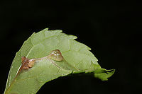 Ash Midrib Galls (Dasineura tumidosae)? Double-checking this ID, but this is the closest I got.<br />
These galls were found on young ash leaf midribs.<br />
https://www.jungledragon.com/image/93875/ash_midrib_galls_dasineura_tumidosae.html Dasineura tumidosae,Geotagged,Spring,United States