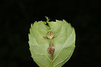 Ash Midrib Galls (Dasineura tumidosae)? Double-checking this ID, but this is the closest I got.<br />
These galls were found on young ash leaf midribs.<br />
https://www.jungledragon.com/image/93874/ash_midrib_galls_dasineura_tumidosae.html Dasineura tumidosae,Geotagged,Spring,United States