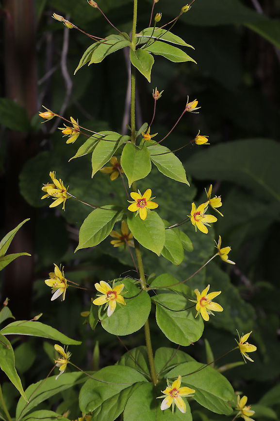 Whorled Loosestrife (Lysimachia quadrifolia) Growing in abundance at the edge of a dense mixed forest. <br />
<figure class="photo"><a href="https://www.jungledragon.com/image/94178/whorled_loosestrife_lysimachia_quadrifolia.html" title="Whorled Loosestrife (Lysimachia quadrifolia)"><img src="https://s3.amazonaws.com/media.jungledragon.com/images/3231/94178_thumb.jpg?AWSAccessKeyId=05GMT0V3GWVNE7GGM1R2&Expires=1759968010&Signature=n5MFDGkk7ZxFUJoXN3RdSoDYDtU%3D" width="200" height="134" alt="Whorled Loosestrife (Lysimachia quadrifolia) Growing in abundance at the edge of a dense mixed forest. <br />
https://www.jungledragon.com/image/94177/whorled_loosestrife_lysimachia_quadrifolia.html Geotagged,Lysimachia quadrifolia,Spring,United States,Whorled loosestrife" /></a></figure> Geotagged,Lysimachia quadrifolia,Spring,United States,Whorled loosestrife
