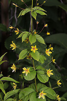 Whorled Loosestrife (Lysimachia quadrifolia) Growing in abundance at the edge of a dense mixed forest. 
https://www.jungledragon.com/image/94178/whorled_loosestrife_lysimachia_quadrifolia.html Geotagged,Lysimachia quadrifolia,Spring,United States,Whorled loosestrife