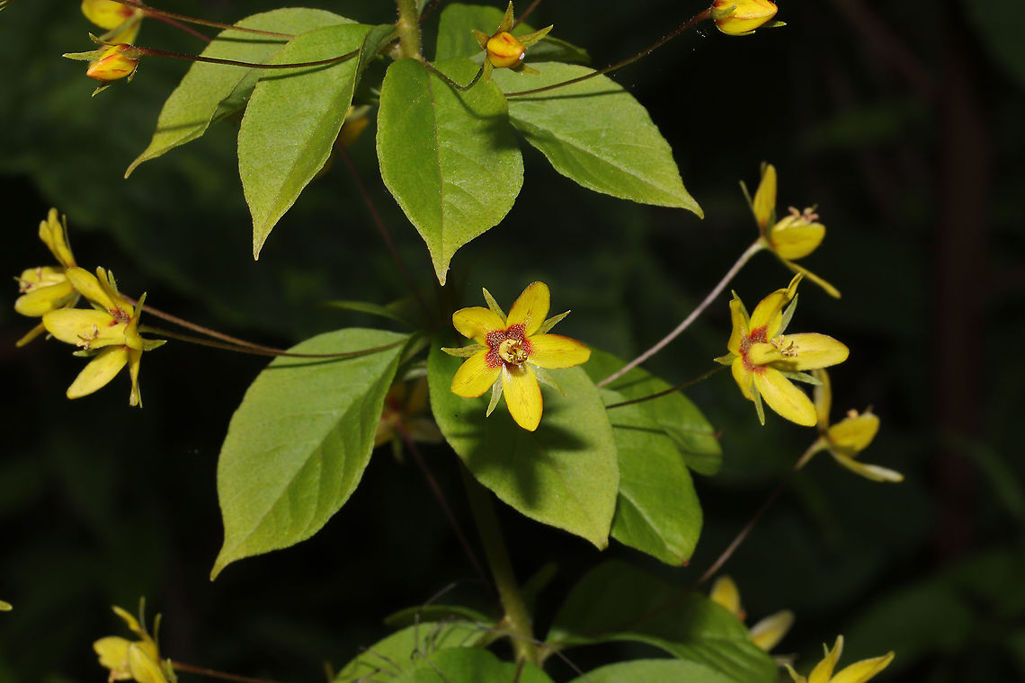 Whorled Loosestrife (Lysimachia quadrifolia) Growing in abundance at the edge of a dense mixed forest. <br />
<figure class="photo"><a href="https://www.jungledragon.com/image/94177/whorled_loosestrife_lysimachia_quadrifolia.html" title="Whorled Loosestrife (Lysimachia quadrifolia)"><img src="https://s3.amazonaws.com/media.jungledragon.com/images/3231/94177_thumb.jpg?AWSAccessKeyId=05GMT0V3GWVNE7GGM1R2&Expires=1770854410&Signature=DHU7RhT68yLSmIk0XsJGkgF2moA%3D" width="102" height="152" alt="Whorled Loosestrife (Lysimachia quadrifolia) Growing in abundance at the edge of a dense mixed forest. <br />
https://www.jungledragon.com/image/94178/whorled_loosestrife_lysimachia_quadrifolia.html Geotagged,Lysimachia quadrifolia,Spring,United States,Whorled loosestrife" /></a></figure> Geotagged,Lysimachia quadrifolia,Spring,United States,Whorled loosestrife