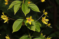 Whorled Loosestrife (Lysimachia quadrifolia) Growing in abundance at the edge of a dense mixed forest. <br />
https://www.jungledragon.com/image/94177/whorled_loosestrife_lysimachia_quadrifolia.html Geotagged,Lysimachia quadrifolia,Spring,United States,Whorled loosestrife