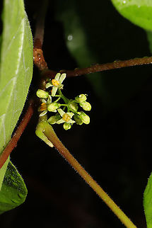 Poison Ivy Flowers (Toxicodendron radicans) Growing at a dense mixed forest edge. 
https://www.jungledragon.com/image/94180/poison_ivy_flowers_toxicodendron_radicans.html Geotagged,Poison ivy,Spring,Toxicodendron radicans,United States