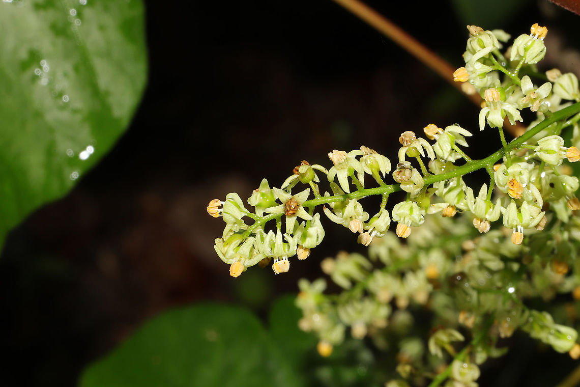Poison Ivy Flowers (Toxicodendron radicans) Growing at a dense mixed forest edge. <br />
<figure class="photo"><a href="https://www.jungledragon.com/image/94179/poison_ivy_flowers_toxicodendron_radicans.html" title="Poison Ivy Flowers (Toxicodendron radicans)"><img src="https://s3.amazonaws.com/media.jungledragon.com/images/3231/94179_thumb.jpg?AWSAccessKeyId=05GMT0V3GWVNE7GGM1R2&Expires=1759968010&Signature=9UCRKo8kNgA2iLCh58eT1PBudF4%3D" width="102" height="152" alt="Poison Ivy Flowers (Toxicodendron radicans) Growing at a dense mixed forest edge. <br />
https://www.jungledragon.com/image/94180/poison_ivy_flowers_toxicodendron_radicans.html Geotagged,Poison ivy,Spring,Toxicodendron radicans,United States" /></a></figure> Geotagged,Poison ivy,Spring,Toxicodendron radicans,United States