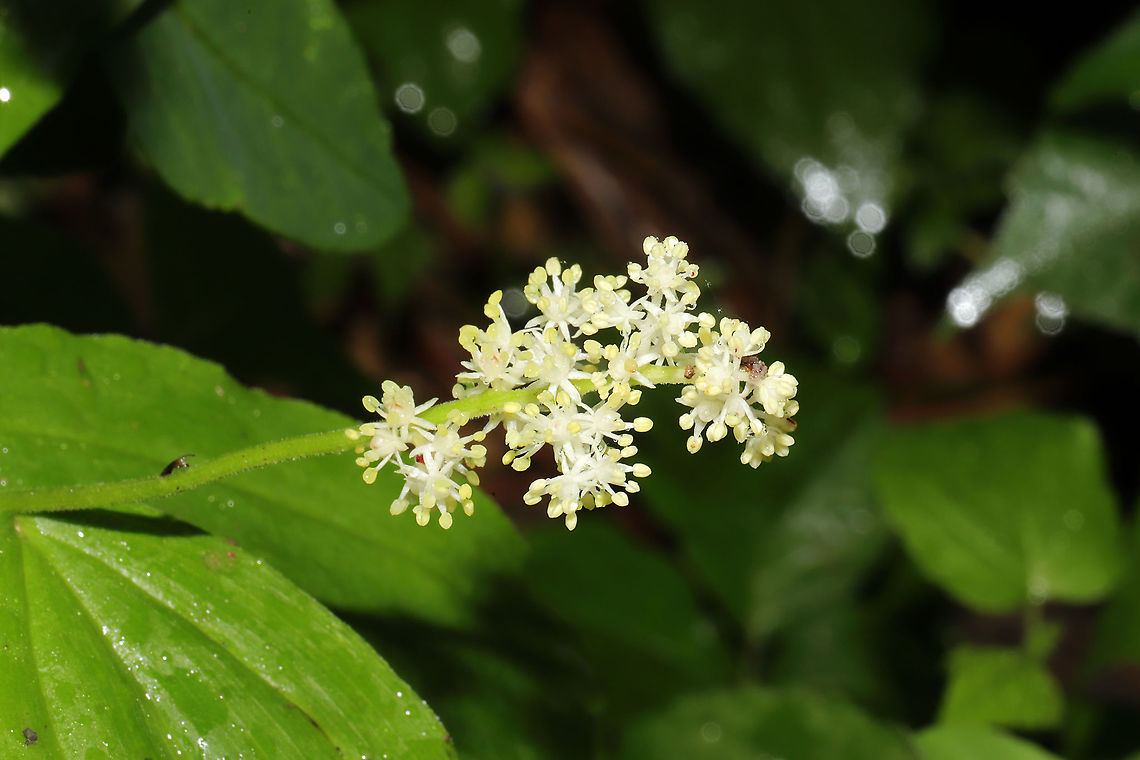 False Solomon's Seal (Maianthemum racemosum) at the edge of a dense mixed forest  Feathery false lily of the valley,Geotagged,Maianthemum racemosum,Spring,United States
