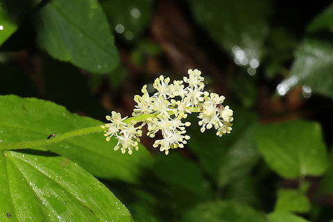 False Solomon's Seal (Maianthemum racemosum) at the edge of a dense mixed forest  Feathery false lily of the valley,Geotagged,Maianthemum racemosum,Spring,United States