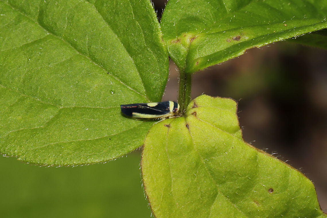 Saddled Leafhopper (Colladonus clitellarius) Tiny leafhopper on foliage at the edge of a dense mixed forest. I barely noticed it.  Colladonus clitellarius,Geotagged,Saddled Leafhopper,Spring,United States