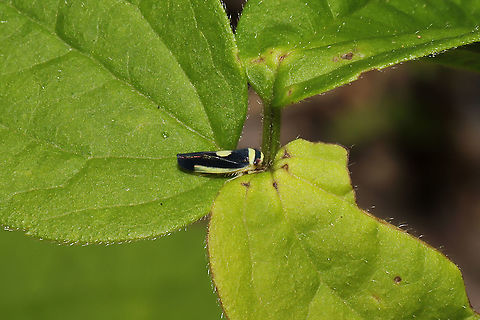 Saddled Leafhopper (Colladonus clitellarius) Tiny leafhopper on foliage at the edge of a dense mixed forest. I barely noticed it.  Colladonus clitellarius,Geotagged,Saddled Leafhopper,Spring,United States