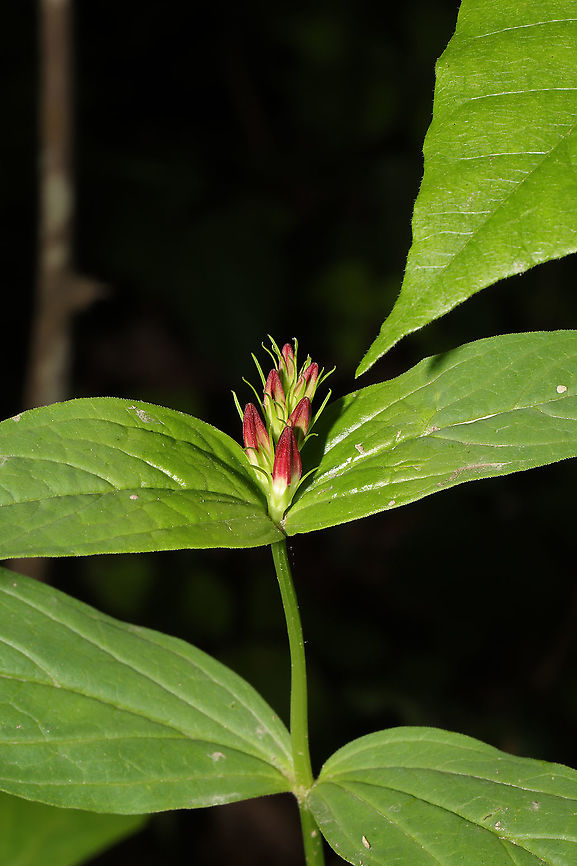 Woodland Pinkroot (Spigelia marilandica) Growing at the edge of a dense mixed forest. I&#039;ll be going back soon to check if the flowers have opened (to confirm this ID). Geotagged,Spigelia marilandica,Spring,United States,Woodland pinkroot