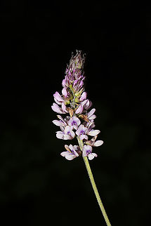 Sampson's Snakeroot (Orbexilum pedunculatum) Growing along a wooded trail. The flowers smell like raw peanuts!  Geotagged,Orbexilum pedunculatum,Sampson's snakeroot,Spring,United States