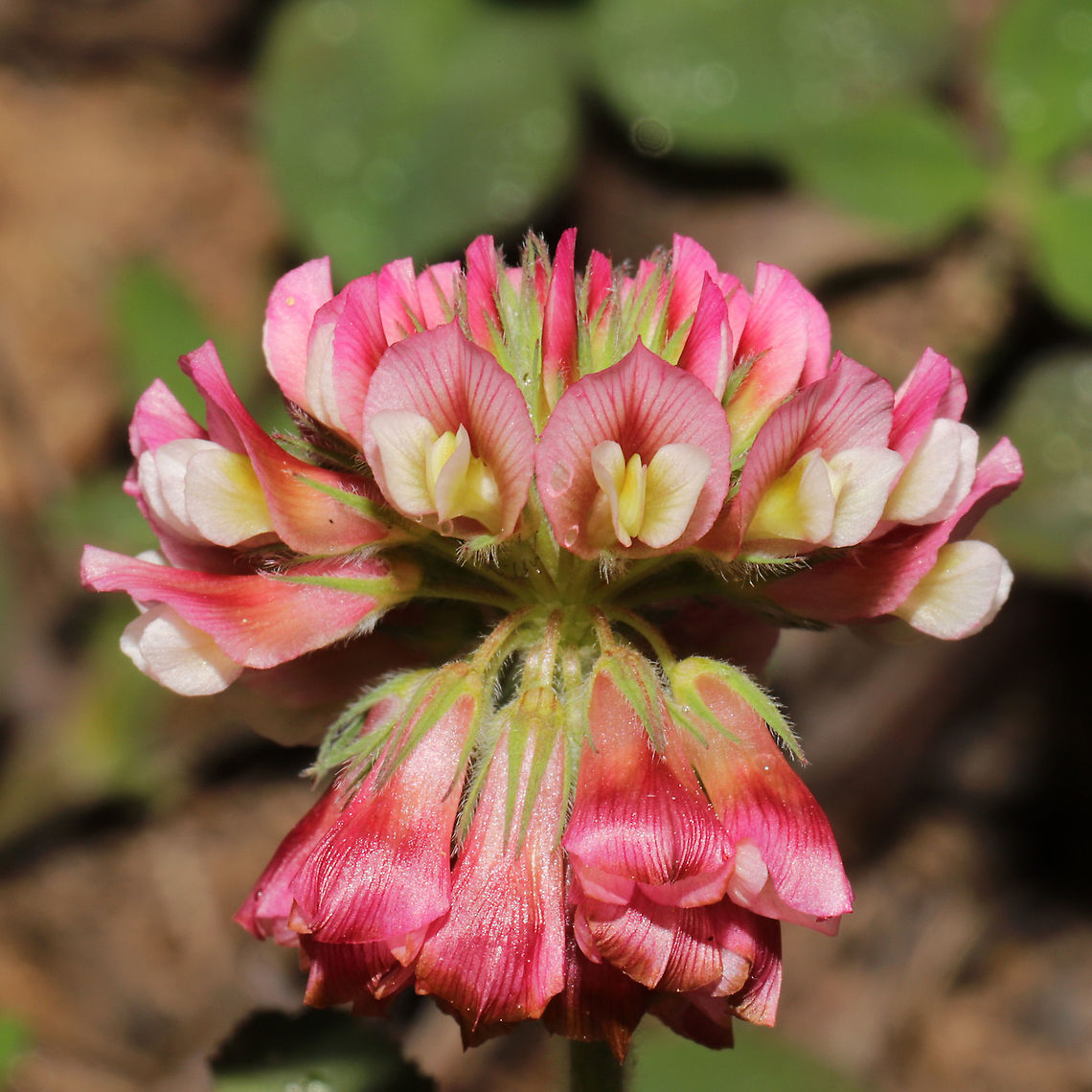 Buffalo Clover (Trifolium reflexum) My favorite clover. This patch was found growing alongside a forested trail near our land.<br />
<br />
Trifolium reflexum is a rare native clover which is globally (G3G4) and locally (S3) vulnerable. Its numbers have plummeted in the past 200 years, possibly due to fire suppression.<br />
<figure class="photo"><a href="https://www.jungledragon.com/image/94386/buffalo_clover_trifolium_reflexum.html" title="Buffalo Clover (Trifolium reflexum)"><img src="https://s3.amazonaws.com/media.jungledragon.com/images/3231/94386_thumb.jpg?AWSAccessKeyId=05GMT0V3GWVNE7GGM1R2&Expires=1767225610&Signature=%2BgtSh%2BlTaOSfTaH1ztTqYKscE84%3D" width="200" height="134" alt="Buffalo Clover (Trifolium reflexum) My favorite clover. This patch was found growing alongside a forested trail near our land.<br />
<br />
Trifolium reflexum is a rare native clover which is globally (G3G4) and locally (S3) vulnerable. Its numbers have plummeted in the past 200 years, possibly due to fire suppression. <br />
https://www.jungledragon.com/image/94291/buffalo_clover_trifolium_reflexum.html<br />
https://www.jungledragon.com/image/94387/buffalo_clover_trifolium_reflexum.html Buffalo clover,Geotagged,Spring,Trifolium reflexum,United States" /></a></figure><br />
<figure class="photo"><a href="https://www.jungledragon.com/image/94387/buffalo_clover_trifolium_reflexum.html" title="Buffalo Clover (Trifolium reflexum)"><img src="https://s3.amazonaws.com/media.jungledragon.com/images/3231/94387_thumb.jpg?AWSAccessKeyId=05GMT0V3GWVNE7GGM1R2&Expires=1767225610&Signature=2gsrTqLFEjLQgCUBCBZmxa49HKI%3D" width="102" height="152" alt="Buffalo Clover (Trifolium reflexum) My favorite clover. This patch was found growing alongside a forested trail near our land.<br />
<br />
Trifolium reflexum is a rare native clover which is globally (G3G4) and locally (S3) vulnerable. Its numbers have plummeted in the past 200 years, possibly due to fire suppression.<br />
https://www.jungledragon.com/image/94386/buffalo_clover_trifolium_reflexum.html<br />
https://www.jungledragon.com/image/94291/buffalo_clover_trifolium_reflexum.html Buffalo clover,Geotagged,Spring,Trifolium reflexum,United States" /></a></figure> Buffalo clover,Geotagged,Spring,Trifolium reflexum,United States