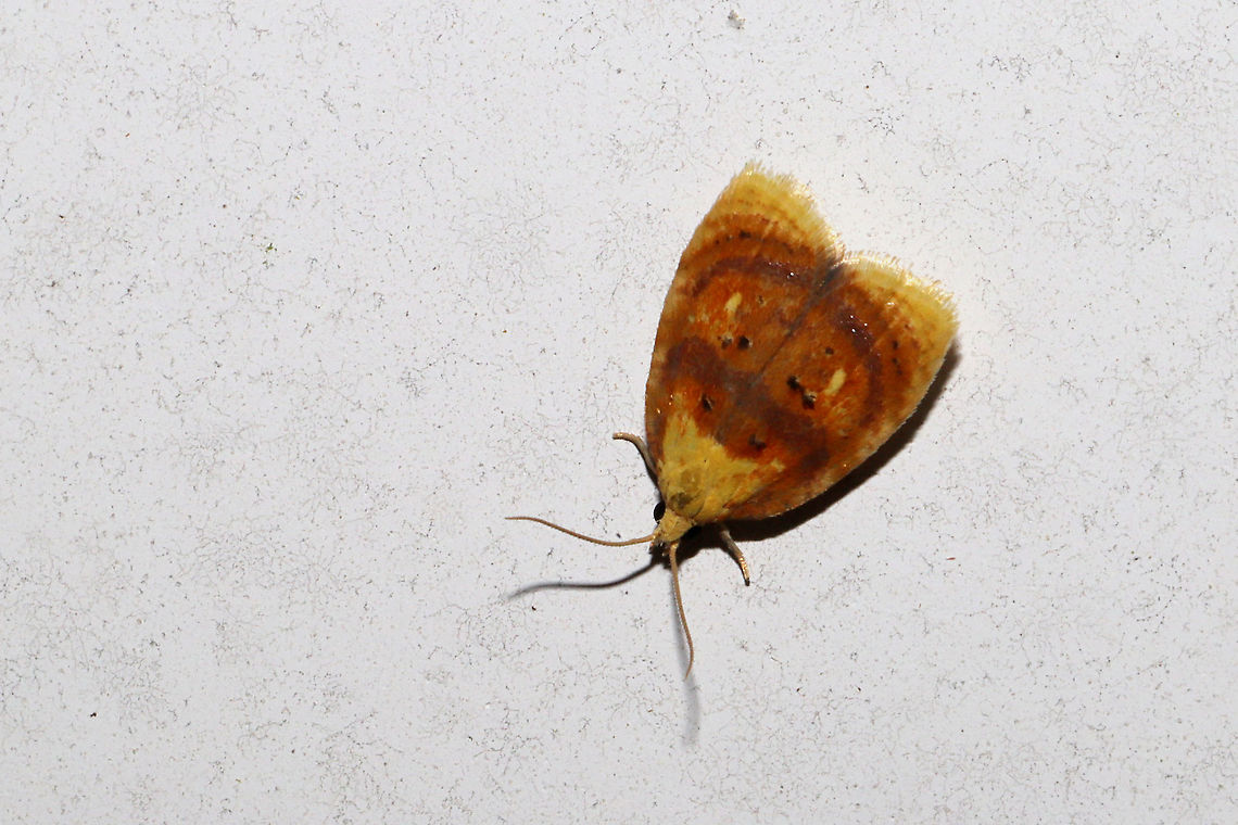 Blueberry Leaftier Moth (Acleris curvalana) At porch lights near a dense mixed forest edge (near Vaccinium pallidum) <br />
<figure class="photo"><a href="https://www.jungledragon.com/image/94377/blueberry_leaftier_moth_acleris_curvalana.html" title="Blueberry Leaftier Moth (Acleris curvalana)"><img src="https://s3.amazonaws.com/media.jungledragon.com/images/3231/94377_thumb.jpg?AWSAccessKeyId=05GMT0V3GWVNE7GGM1R2&Expires=1759968010&Signature=VXABLWLy%2Bs66ybO92DRppRJoKKU%3D" width="200" height="134" alt="Blueberry Leaftier Moth (Acleris curvalana) At porch lights near a dense mixed forest edge (near Vaccinium pallidum) <br />
https://www.jungledragon.com/image/94376/blueberry_leaftier_moth_acleris_curvalana.html Acleris curvalana,Blueberry leaftier moth,Geotagged,Spring,United States" /></a></figure> Acleris curvalana,Blueberry leaftier moth,Geotagged,Spring,United States