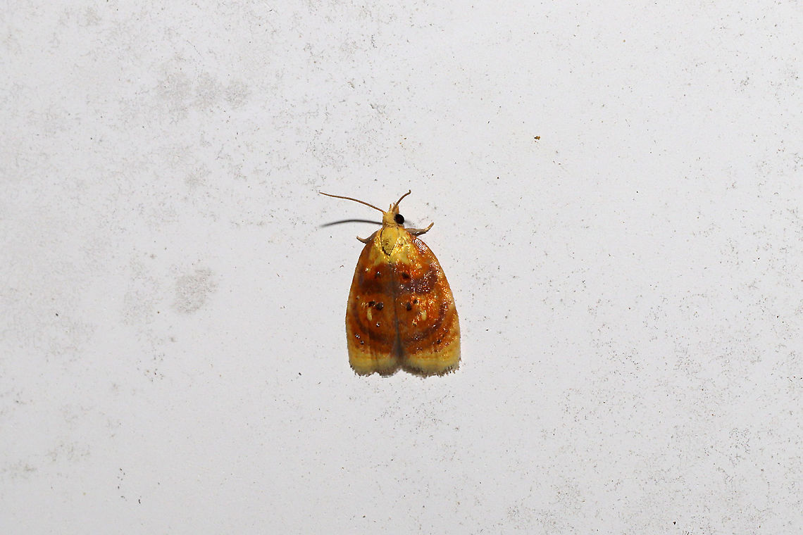 Blueberry Leaftier Moth (Acleris curvalana) At porch lights near a dense mixed forest edge (near Vaccinium pallidum) <br />
<figure class="photo"><a href="https://www.jungledragon.com/image/94376/blueberry_leaftier_moth_acleris_curvalana.html" title="Blueberry Leaftier Moth (Acleris curvalana)"><img src="https://s3.amazonaws.com/media.jungledragon.com/images/3231/94376_thumb.jpg?AWSAccessKeyId=05GMT0V3GWVNE7GGM1R2&Expires=1759968010&Signature=0fafgdE6h7BgQO1ZeevD0tMs%2Fp8%3D" width="200" height="134" alt="Blueberry Leaftier Moth (Acleris curvalana) At porch lights near a dense mixed forest edge (near Vaccinium pallidum) <br />
https://www.jungledragon.com/image/94377/blueberry_leaftier_moth_acleris_curvalana.html Acleris curvalana,Blueberry leaftier moth,Geotagged,Spring,United States" /></a></figure> Acleris curvalana,Blueberry leaftier moth,Geotagged,Spring,United States