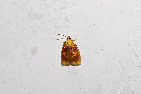 Blueberry Leaftier Moth (Acleris curvalana) At porch lights near a dense mixed forest edge (near Vaccinium pallidum) 
https://www.jungledragon.com/image/94376/blueberry_leaftier_moth_acleris_curvalana.html Acleris curvalana,Blueberry leaftier moth,Geotagged,Spring,United States