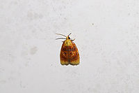 Blueberry Leaftier Moth (Acleris curvalana) At porch lights near a dense mixed forest edge (near Vaccinium pallidum) <br />
https://www.jungledragon.com/image/94376/blueberry_leaftier_moth_acleris_curvalana.html Acleris curvalana,Blueberry leaftier moth,Geotagged,Spring,United States
