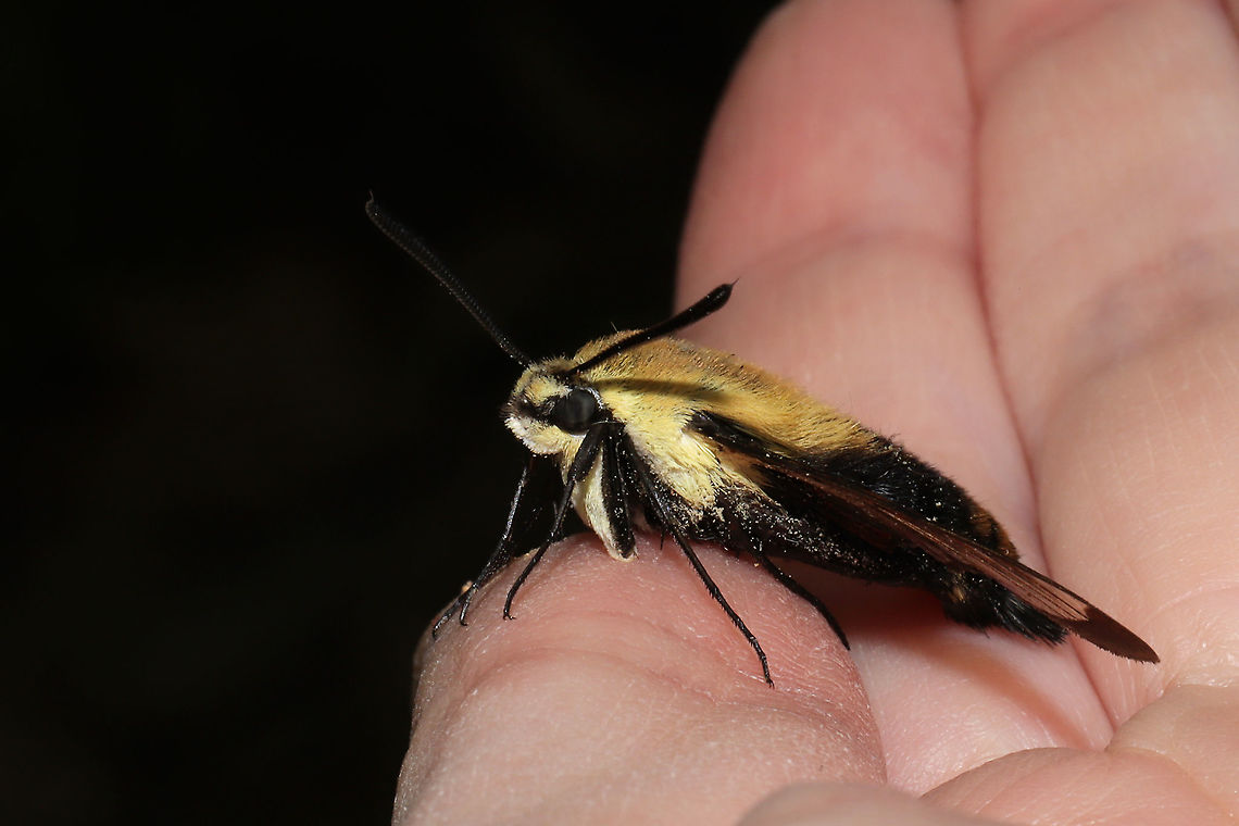 Snowberry Clearwing (Hemaris diffinis) I found this beauty on a dirt road (seemingly overheated?) and relocated it to a shadier spot. <br />
<figure class="photo"><a href="https://www.jungledragon.com/image/94382/snowberry_clearwing_hemaris_diffinis.html" title="Snowberry Clearwing (Hemaris diffinis)"><img src="https://s3.amazonaws.com/media.jungledragon.com/images/3231/94382_thumb.jpg?AWSAccessKeyId=05GMT0V3GWVNE7GGM1R2&Expires=1759968010&Signature=9NVMaNMfmokjwpo6kp8G1XisNOE%3D" width="200" height="134" alt="Snowberry Clearwing (Hemaris diffinis) I found this beauty on a dirt road (seemingly overheated?) and relocated it to a shadier spot. <br />
https://www.jungledragon.com/image/94381/snowberry_clearwing_hemaris_diffinis.html<br />
https://www.jungledragon.com/image/94380/snowberry_clearwing_hemaris_diffinis.html<br />
https://www.jungledragon.com/image/94379/snowberry_clearwing_hemaris_diffinis.html Geotagged,Hemaris diffinis,Snowberry Clearwing,Spring,United States" /></a></figure><br />
<figure class="photo"><a href="https://www.jungledragon.com/image/94380/snowberry_clearwing_hemaris_diffinis.html" title="Snowberry Clearwing (Hemaris diffinis)"><img src="https://s3.amazonaws.com/media.jungledragon.com/images/3231/94380_thumb.jpg?AWSAccessKeyId=05GMT0V3GWVNE7GGM1R2&Expires=1759968010&Signature=kHfPJW0nFmb%2FnVyZvlVTjO6%2FfAk%3D" width="200" height="134" alt="Snowberry Clearwing (Hemaris diffinis) I found this beauty on a dirt road (seemingly overheated?) and relocated it to a shadier spot. <br />
https://www.jungledragon.com/image/94382/snowberry_clearwing_hemaris_diffinis.html<br />
https://www.jungledragon.com/image/94381/snowberry_clearwing_hemaris_diffinis.html<br />
https://www.jungledragon.com/image/94379/snowberry_clearwing_hemaris_diffinis.html Geotagged,Hemaris diffinis,Snowberry Clearwing,Spring,United States" /></a></figure><br />
<figure class="photo"><a href="https://www.jungledragon.com/image/94381/snowberry_clearwing_hemaris_diffinis.html" title="Snowberry Clearwing (Hemaris diffinis)"><img src="https://s3.amazonaws.com/media.jungledragon.com/images/3231/94381_thumb.jpg?AWSAccessKeyId=05GMT0V3GWVNE7GGM1R2&Expires=1759968010&Signature=3YxwVX3AUfj5nOwGD4sm%2BhrgIZ8%3D" width="200" height="134" alt="Snowberry Clearwing (Hemaris diffinis) I found this beauty on a dirt road (seemingly overheated?) and relocated it to a shadier spot. <br />
https://www.jungledragon.com/image/94382/snowberry_clearwing_hemaris_diffinis.html<br />
https://www.jungledragon.com/image/94380/snowberry_clearwing_hemaris_diffinis.html<br />
https://www.jungledragon.com/image/94379/snowberry_clearwing_hemaris_diffinis.html Geotagged,Hemaris diffinis,Snowberry Clearwing,Spring,United States" /></a></figure> Geotagged,Hemaris diffinis,Snowberry Clearwing,Spring,United States