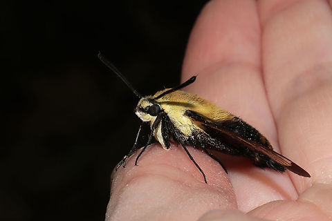 Snowberry Clearwing (Hemaris diffinis) I found this beauty on a dirt road (seemingly overheated?) and relocated it to a shadier spot. 
https://www.jungledragon.com/image/94382/snowberry_clearwing_hemaris_diffinis.html
https://www.jungledragon.com/image/94380/snowberry_clearwing_hemaris_diffinis.html
https://www.jungledragon.com/image/94381/snowberry_clearwing_hemaris_diffinis.html Geotagged,Hemaris diffinis,Snowberry Clearwing,Spring,United States