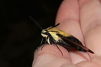 Snowberry Clearwing (Hemaris diffinis) I found this beauty on a dirt road (seemingly overheated?) and relocated it to a shadier spot. <br />
https://www.jungledragon.com/image/94382/snowberry_clearwing_hemaris_diffinis.html<br />
https://www.jungledragon.com/image/94380/snowberry_clearwing_hemaris_diffinis.html<br />
https://www.jungledragon.com/image/94381/snowberry_clearwing_hemaris_diffinis.html Geotagged,Hemaris diffinis,Snowberry Clearwing,Spring,United States