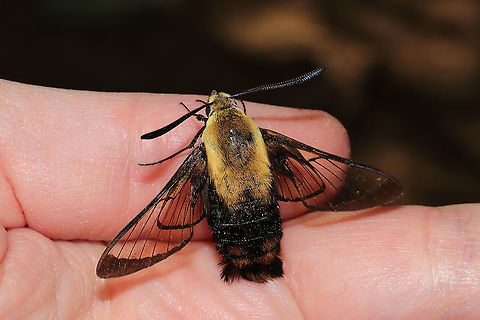Snowberry Clearwing (Hemaris diffinis) I found this beauty on a dirt road (seemingly overheated?) and relocated it to a shadier spot. 
https://www.jungledragon.com/image/94382/snowberry_clearwing_hemaris_diffinis.html
https://www.jungledragon.com/image/94381/snowberry_clearwing_hemaris_diffinis.html
https://www.jungledragon.com/image/94379/snowberry_clearwing_hemaris_diffinis.html Geotagged,Hemaris diffinis,Snowberry Clearwing,Spring,United States
