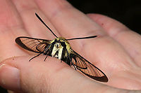 Snowberry Clearwing (Hemaris diffinis) I found this beauty on a dirt road (seemingly overheated?) and relocated it to a shadier spot. <br />
https://www.jungledragon.com/image/94382/snowberry_clearwing_hemaris_diffinis.html<br />
https://www.jungledragon.com/image/94380/snowberry_clearwing_hemaris_diffinis.html<br />
https://www.jungledragon.com/image/94379/snowberry_clearwing_hemaris_diffinis.html Geotagged,Hemaris diffinis,Snowberry Clearwing,Spring,United States