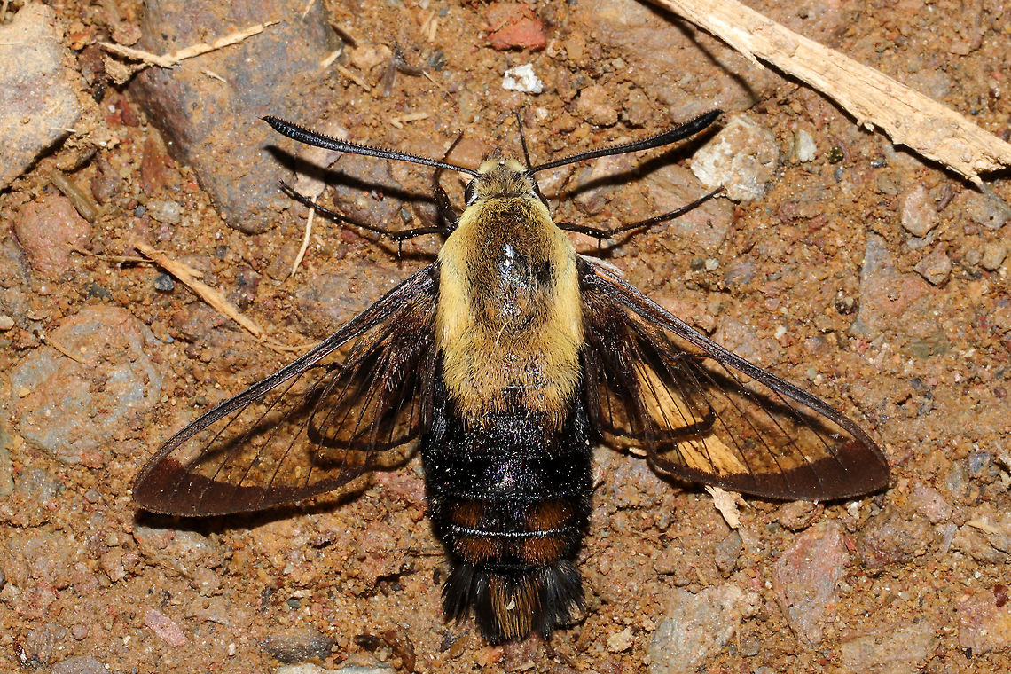Snowberry Clearwing (Hemaris diffinis) I found this beauty on a dirt road (seemingly overheated?) and relocated it to a shadier spot. <br />
<figure class="photo"><a href="https://www.jungledragon.com/image/94381/snowberry_clearwing_hemaris_diffinis.html" title="Snowberry Clearwing (Hemaris diffinis)"><img src="https://s3.amazonaws.com/media.jungledragon.com/images/3231/94381_thumb.jpg?AWSAccessKeyId=05GMT0V3GWVNE7GGM1R2&Expires=1759968010&Signature=3YxwVX3AUfj5nOwGD4sm%2BhrgIZ8%3D" width="200" height="134" alt="Snowberry Clearwing (Hemaris diffinis) I found this beauty on a dirt road (seemingly overheated?) and relocated it to a shadier spot. <br />
https://www.jungledragon.com/image/94382/snowberry_clearwing_hemaris_diffinis.html<br />
https://www.jungledragon.com/image/94380/snowberry_clearwing_hemaris_diffinis.html<br />
https://www.jungledragon.com/image/94379/snowberry_clearwing_hemaris_diffinis.html Geotagged,Hemaris diffinis,Snowberry Clearwing,Spring,United States" /></a></figure><br />
<figure class="photo"><a href="https://www.jungledragon.com/image/94380/snowberry_clearwing_hemaris_diffinis.html" title="Snowberry Clearwing (Hemaris diffinis)"><img src="https://s3.amazonaws.com/media.jungledragon.com/images/3231/94380_thumb.jpg?AWSAccessKeyId=05GMT0V3GWVNE7GGM1R2&Expires=1759968010&Signature=kHfPJW0nFmb%2FnVyZvlVTjO6%2FfAk%3D" width="200" height="134" alt="Snowberry Clearwing (Hemaris diffinis) I found this beauty on a dirt road (seemingly overheated?) and relocated it to a shadier spot. <br />
https://www.jungledragon.com/image/94382/snowberry_clearwing_hemaris_diffinis.html<br />
https://www.jungledragon.com/image/94381/snowberry_clearwing_hemaris_diffinis.html<br />
https://www.jungledragon.com/image/94379/snowberry_clearwing_hemaris_diffinis.html Geotagged,Hemaris diffinis,Snowberry Clearwing,Spring,United States" /></a></figure><br />
<figure class="photo"><a href="https://www.jungledragon.com/image/94379/snowberry_clearwing_hemaris_diffinis.html" title="Snowberry Clearwing (Hemaris diffinis)"><img src="https://s3.amazonaws.com/media.jungledragon.com/images/3231/94379_thumb.jpg?AWSAccessKeyId=05GMT0V3GWVNE7GGM1R2&Expires=1759968010&Signature=ViyP9ihfxkiiYC3EZCEjEi4sWaY%3D" width="200" height="134" alt="Snowberry Clearwing (Hemaris diffinis) I found this beauty on a dirt road (seemingly overheated?) and relocated it to a shadier spot. <br />
https://www.jungledragon.com/image/94382/snowberry_clearwing_hemaris_diffinis.html<br />
https://www.jungledragon.com/image/94380/snowberry_clearwing_hemaris_diffinis.html<br />
https://www.jungledragon.com/image/94381/snowberry_clearwing_hemaris_diffinis.html Geotagged,Hemaris diffinis,Snowberry Clearwing,Spring,United States" /></a></figure> Geotagged,Hemaris diffinis,Snowberry Clearwing,Spring,United States