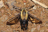 Snowberry Clearwing (Hemaris diffinis) I found this beauty on a dirt road (seemingly overheated?) and relocated it to a shadier spot. <br />
https://www.jungledragon.com/image/94381/snowberry_clearwing_hemaris_diffinis.html<br />
https://www.jungledragon.com/image/94380/snowberry_clearwing_hemaris_diffinis.html<br />
https://www.jungledragon.com/image/94379/snowberry_clearwing_hemaris_diffinis.html Geotagged,Hemaris diffinis,Snowberry Clearwing,Spring,United States